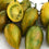 Tomato " Green Tiger  " Exotic 100 Vegetable Seeds