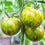 Tomato " Green Zebra  " Exotic 100 Vegetable Seeds