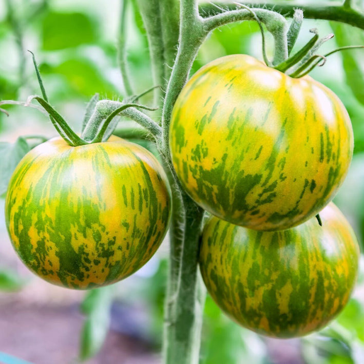 Tomato " Green Zebra  " Exotic 100 Vegetable Seeds