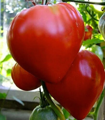 Tomato " Bull'S Heart Red  " Exotic 100 Vegetable Seeds