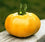 Tomato " Mikado Yellow  " Exotic 100 Vegetable Seeds