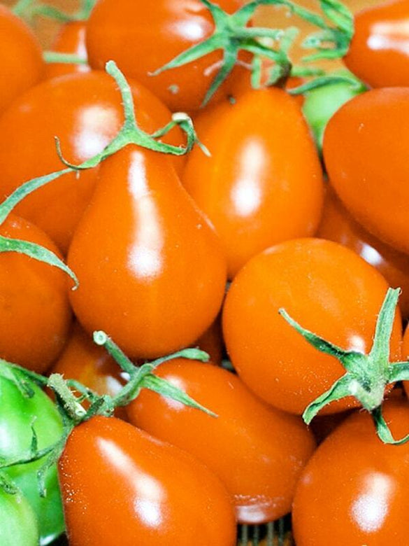 Tomato " Orange Pear  " Exotic 100 Vegetable Seeds