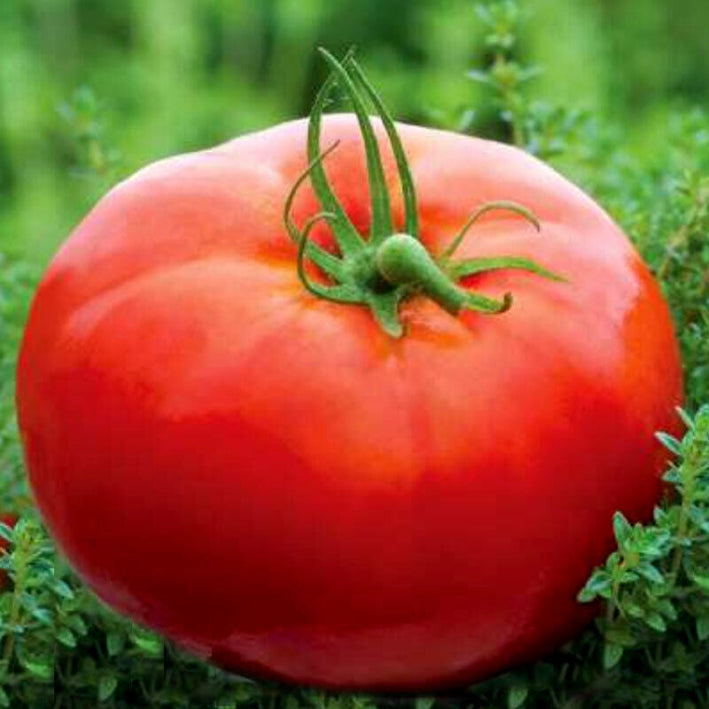 Tomato " Mikado Red  " Exotic 100 Vegetable Seeds