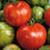 Tomato " Giant Tiger  " Exotic 100 Vegetable Seeds