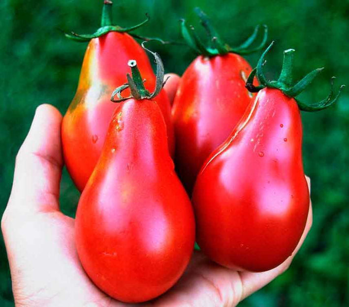 Tomato " Red Pear  " Exotic 100 Vegetable Seeds