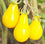 Tomato " Yellow Pear  " Exotic 100 Vegetable Seeds