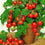 Tomato " Dwarf Red  " Exotic 100 Vegetable Seeds