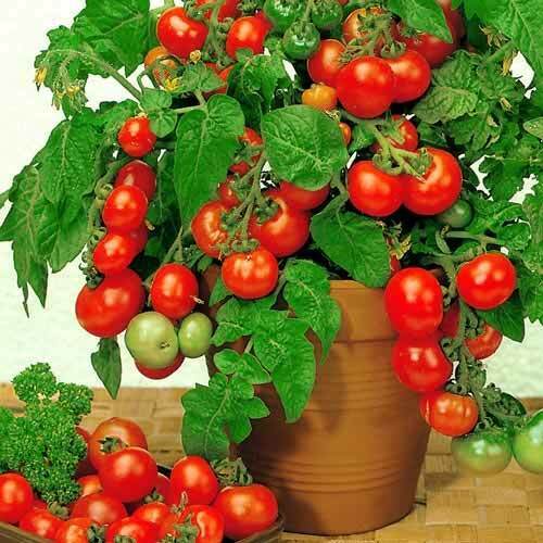 Tomato " Dwarf Red  " Exotic 100 Vegetable Seeds