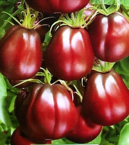Tomato " Truffle Black  " Exotic 100 Vegetable Seeds