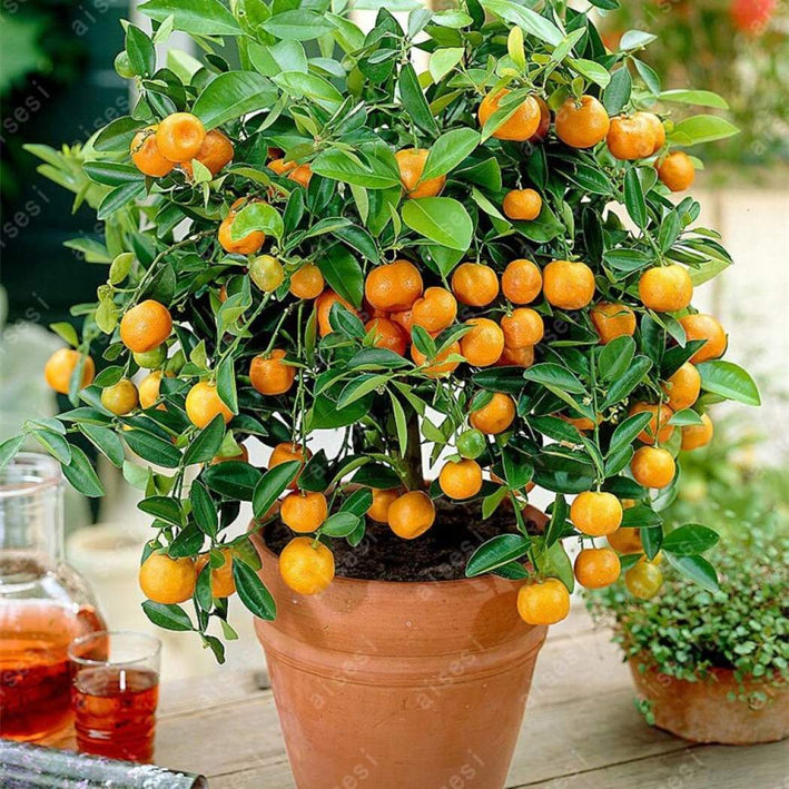 Bush Orange - Citrus reticulata Fruit Plant