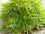 Bamboo " Yellow  " Exotic 40 Tree Seeds