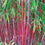Bamboo " Red Dragon  " Exotic 40 Tree Seeds