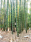 Bamboo " Giant  " Exotic 40 Tree Seeds