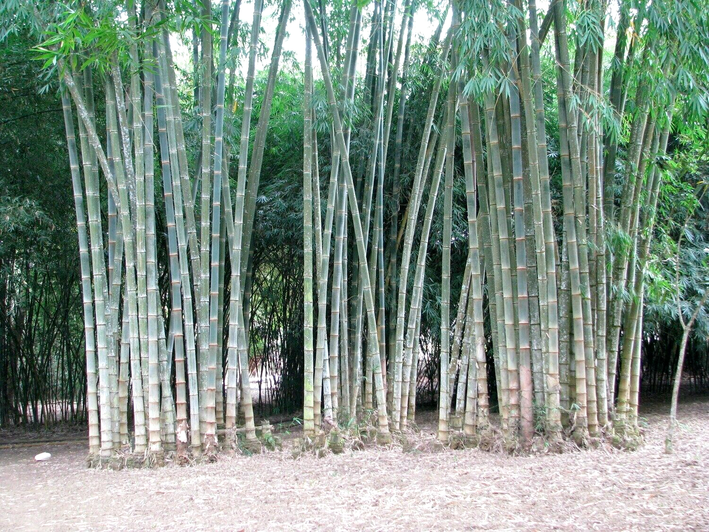 Bamboo " Rough  " Exotic 40 Tree Seeds