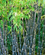 Bamboo " Purple  " Exotic 40 Tree Seeds