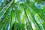 Bamboo " Giant Moso  " Exotic 40 Tree Seeds
