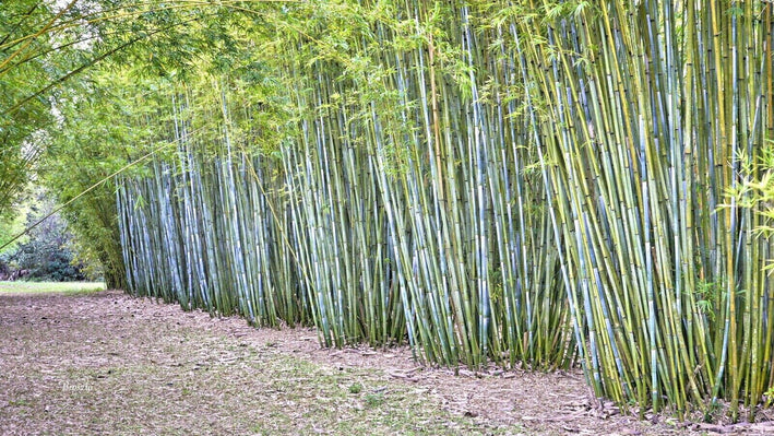 Bamboo " Blue  " Exotic 40 Tree Seeds