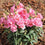 Antirrhinum " Twinny Rose  " Exotic 30 Flower Seeds