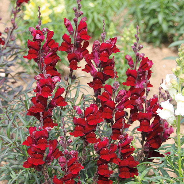Antirrhinum " Black Prince  " Exotic 30 Flower Seeds