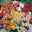 Antirrhinum " Tom Thumb Mixed  " Exotic 30 Flower Seeds