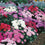 Aster " Milady Mixed  " Exotic 30 Flower Seeds