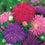 Aster " Ostrich Feather  " Exotic 30 Flower Seeds