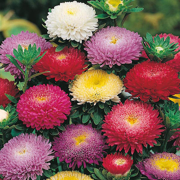 Aster " Pompon Mixed  " Exotic 30 Flower Seeds