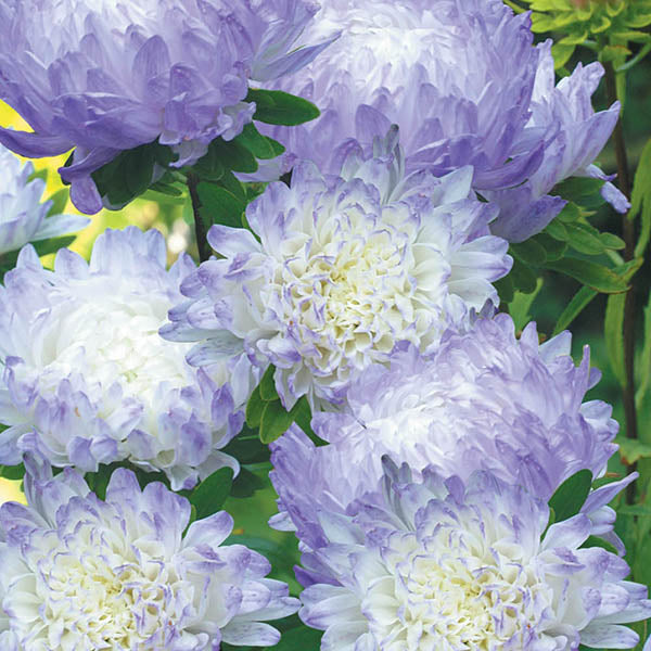 Aster " Duchess Blue Ice  " Exotic 30 Flower Seeds