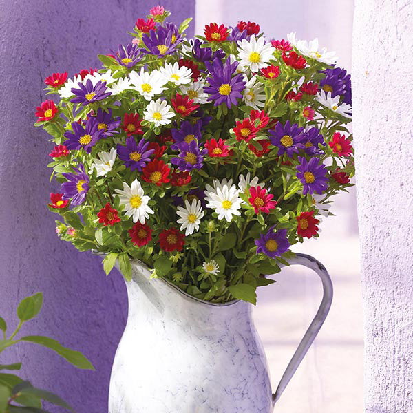 Aster " Palette Mixed  " Exotic 30 Flower Seeds