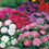 Aster " Colour Carpet Mixed  " Exotic 30 Flower Seeds