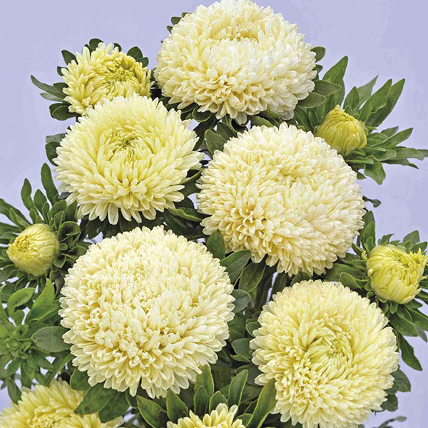 Aster " Balloon Yellow  " Exotic 30 Flower Seeds