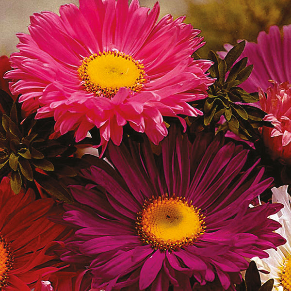 Aster " Super Chinensis  " Exotic 30 Flower Seeds