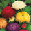 Aster " Duchess Mixed  " Exotic 30 Flower Seeds