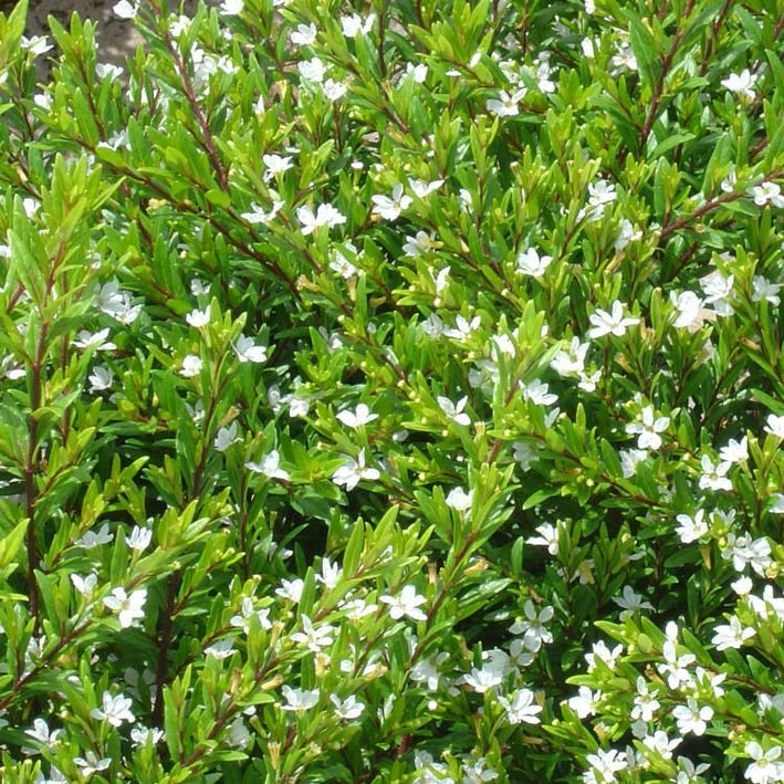 White Cuphea Flower Plant
