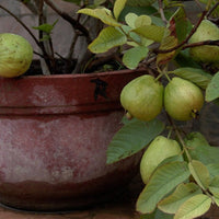 Hybrid Guava - Dwarf Guava Exotic Fruit Plant