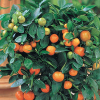 Bush Orange - Citrus reticulata Fruit Plant