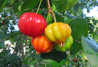 Surinam Cherry Red - Eugenia uniflora Fruit Plant