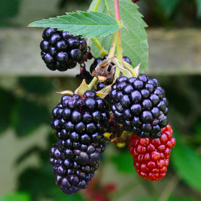 Blackberry " Navaho  " Exotic 50 Fruit Seeds