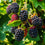 Blackberry " Thornless  " Exotic 50 Fruit Seeds