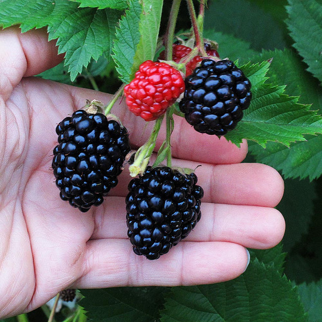 Blackberry " Triple Crown  " Exotic 50 Fruit Seeds