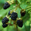Blackberry " Freedom  " Exotic 50 Fruit Seeds