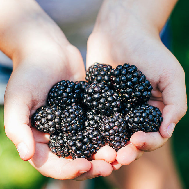 Blackberry " Kiowa  " Exotic 50 Fruit Seeds