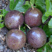 Purple Passionfruit - Passiflora edulis Fruit Plant