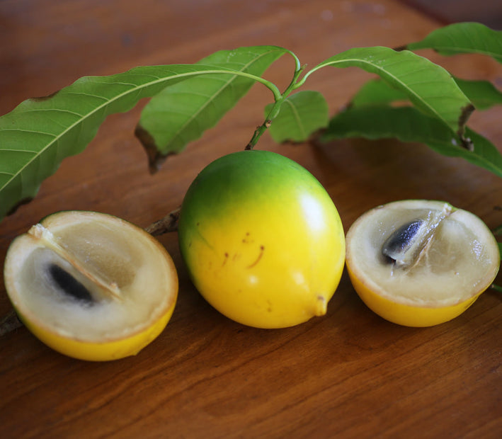 Abiu - Pouteria caimito Fruit Plant