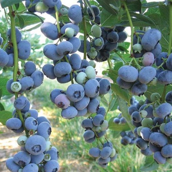 Blueberry " Liberty  " Exotic 50 Fruit Seeds