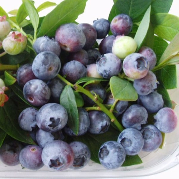 Blueberry " Sunshine Blue  " Exotic 50 Fruit Seeds