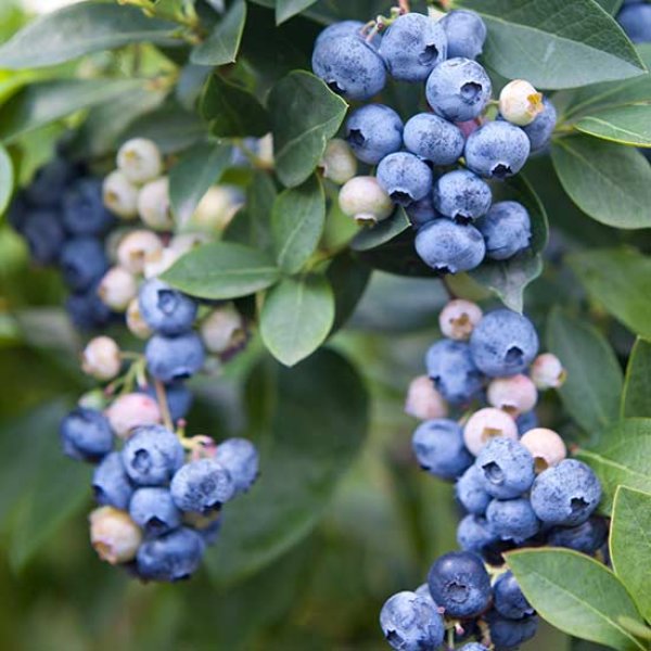 Blueberry " Hortblue Petite  " Exotic 50 Fruit Seeds