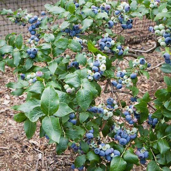 Blueberry " Northland  " Exotic 50 Fruit Seeds