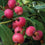 Blueberry " Pink Sapphire  " Exotic 50 Fruit Seeds