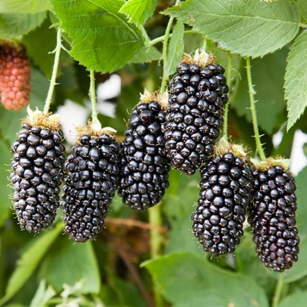 Blackberry " Karaka Black  " Exotic 50 Fruit Seeds